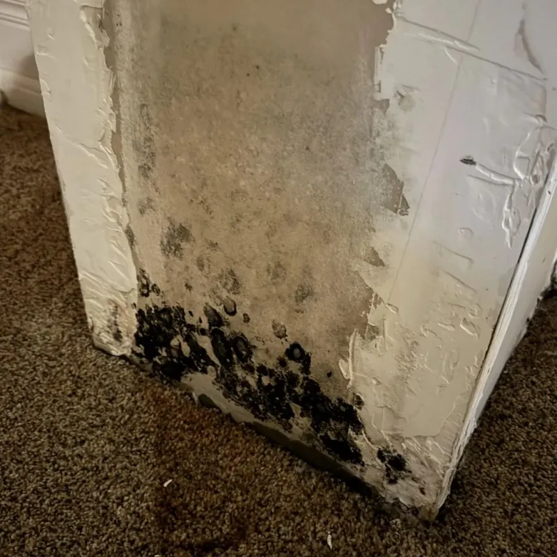Professional Mold Removal in Manila, UT